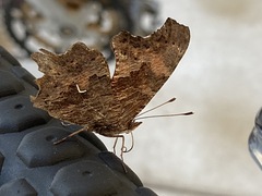 Polygonia