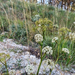 Apiaceae