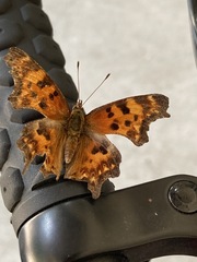 Polygonia