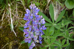 Lupinus