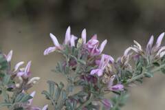 Indigofera brachystachya