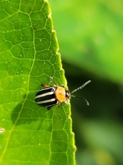 Disonycha glabrata