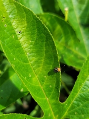 Disonycha glabrata