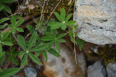 Lupinus
