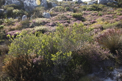 Searsia