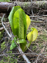 Lysichiton americanus