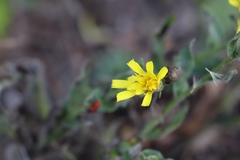 Hieracium laevigatum