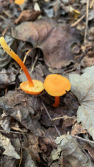 Hygrocybe cantharellus