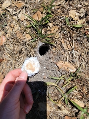 Aphonopelma eutylenum