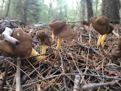 Helvella elastica