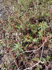 Rhododendron tomentosum