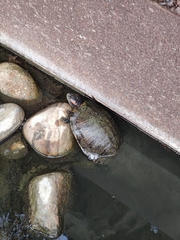 Trachemys scripta