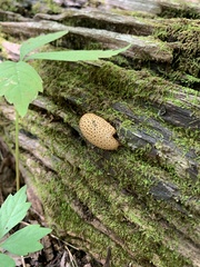 Scleroderma