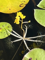 Utricularia radiata