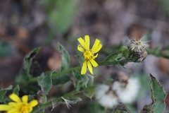 Hieracium laevigatum