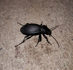 Carabus coriaceus