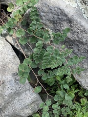 Pellaea cordifolia