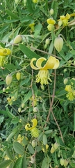 Clematis orientalis
