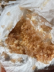 Aphonopelma eutylenum