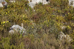 Searsia