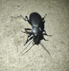 Carabus coriaceus