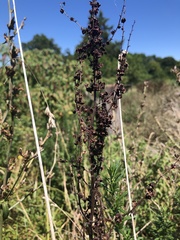 Rumex