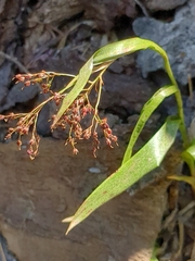 Luzula parviflora