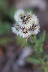 Hieracium laevigatum