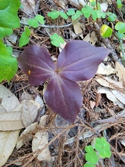 Trillium ovatum