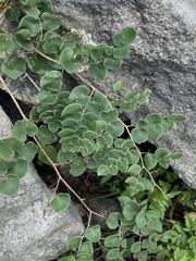 Pellaea cordifolia