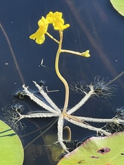 Utricularia radiata