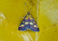 Pyrausta purpuralis