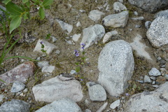 Veronica wormskjoldii