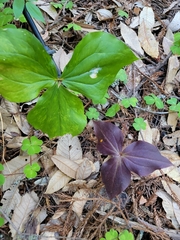 Trillium ovatum