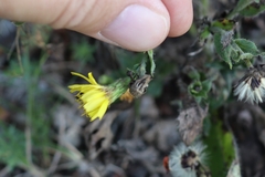 Hieracium laevigatum