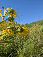Helianthus nuttallii