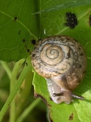 Bradybaena similaris