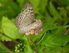 Junonia atlites