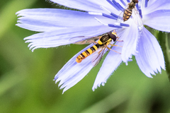 Sphaerophoria philanthus
