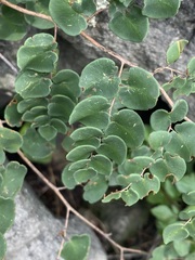 Pellaea cordifolia