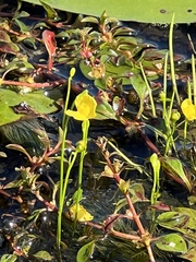 Utricularia radiata