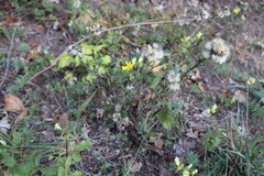 Hieracium laevigatum