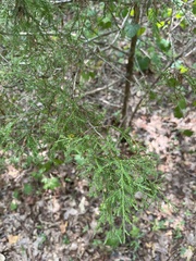 Juniperus virginiana