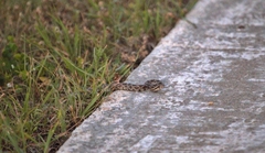 Pantherophis emoryi