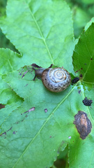 Bradybaena similaris