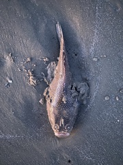 Astroscopus y-graecum