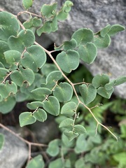 Pellaea cordifolia