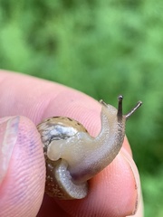 Bradybaena similaris