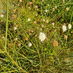 Cephalaria leucantha
