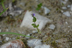 Veronica wormskjoldii
